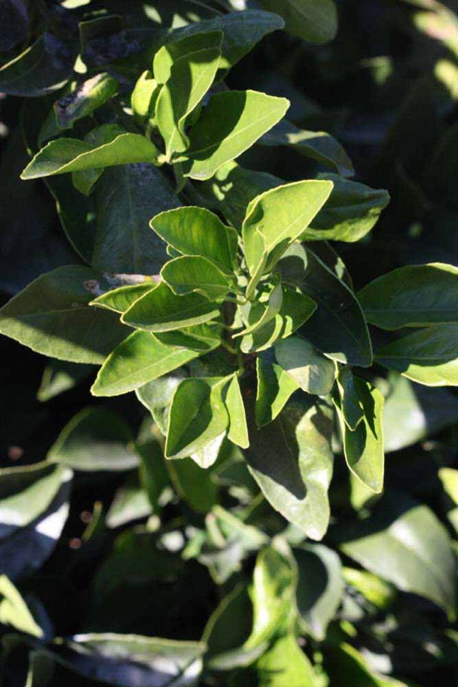            Sun leaves (Riverside, CA)   